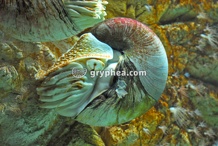 Nautile - gryphea.com